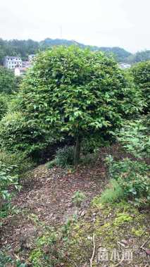 高度250厘米茶梅