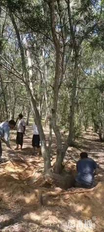 25公分台湾相思树