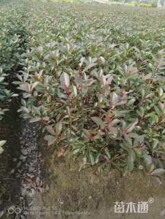 高度60厘米红叶石楠小苗