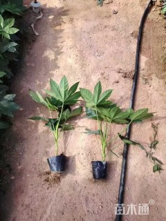 高度40厘米八角金盘