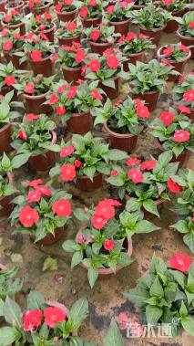 高度25厘米凤仙花