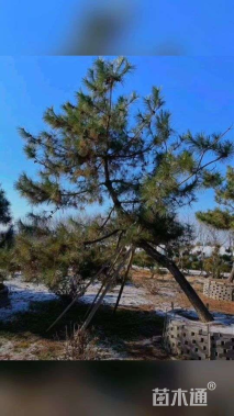 高度550厘米黑松