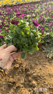 高度15厘米角堇