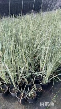 高度10厘米花叶玉蝉花