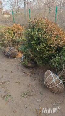 高度1.2厘米小叶黄杨