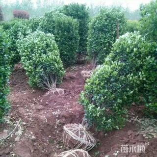 高度100厘米大叶黄杨柱