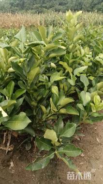 高度30厘米红心柚