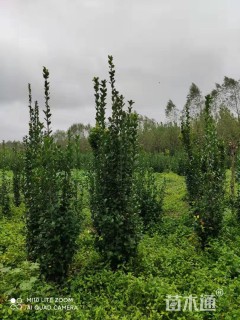 高度200厘米北海道黄杨