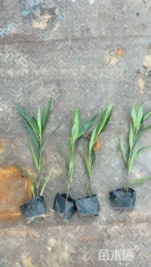 高度25厘米翠芦莉