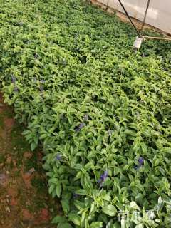 高度30厘米鼠尾草