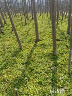 高度1厘米紫云英