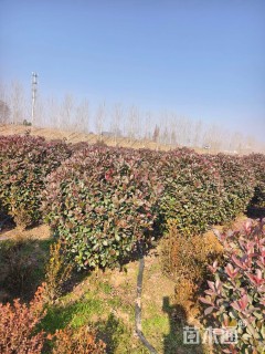 冠幅150厘米红叶石楠球
