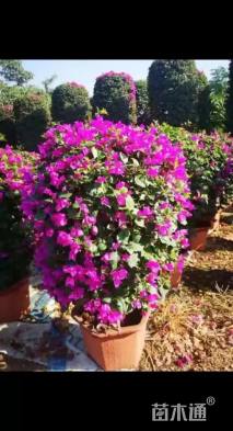 高度150厘米三角梅