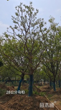 70公分乌桕