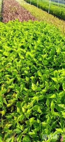 高度40厘米大红花