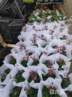 高度20厘米耧斗菜