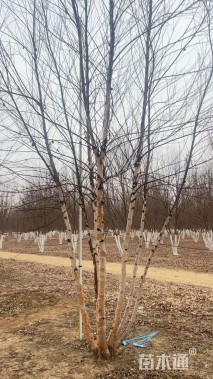 高度700厘米丛生河桦