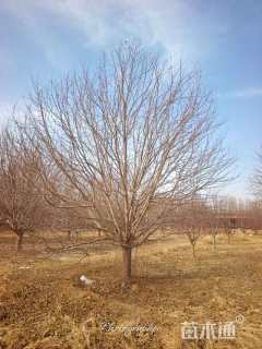 20公分钻石海棠