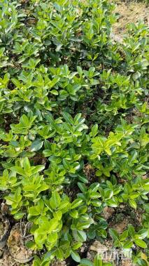 高度30厘米大叶黄杨小苗