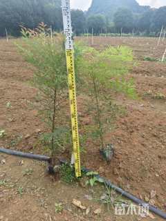 高度80厘米南天竹