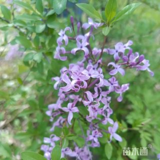 高度100厘米丁香小苗