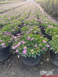 高度8厘米姬小菊