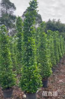 高度220厘米火山榕