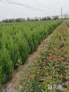 高度90厘米蜀桧