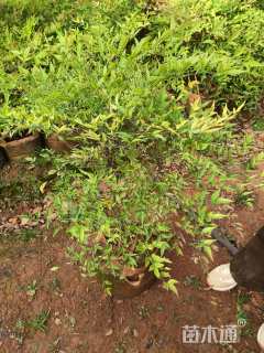 高度60厘米南天竹