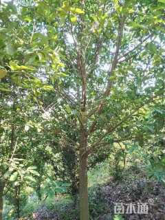 15公分深山含笑