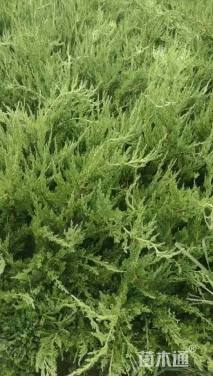 高度35厘米小龙柏