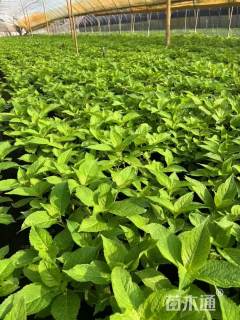 高度60厘米无尽夏绣球