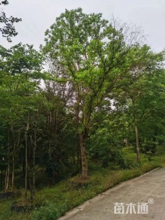 40公分乌桕