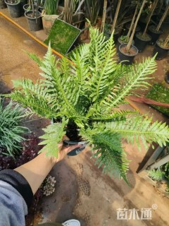 高度50厘米富贵蕨