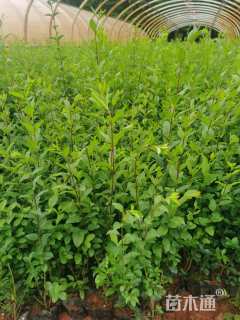 高度25厘米小叶女贞