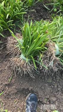 高度15厘米百子莲