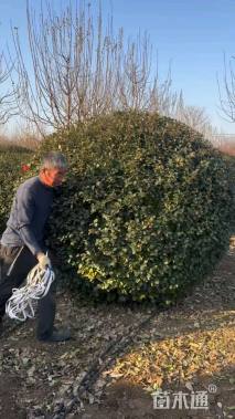 冠幅230厘米胶东卫矛球