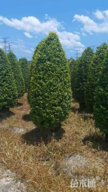 高度210厘米金冠女贞