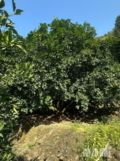 28公分(3杆)丛生香泡