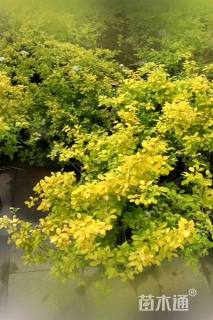 高度50厘米绣线菊