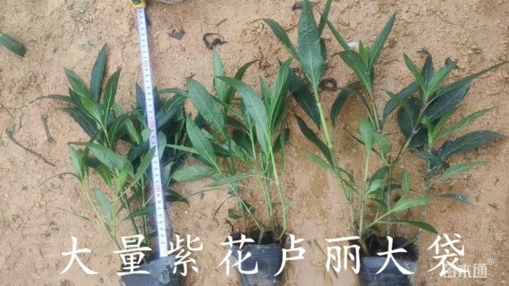 高度30厘米翠芦莉