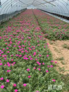 高度10厘米太阳花