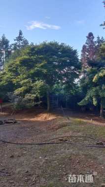 26公分日本红枫