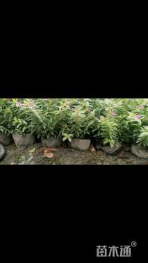 高度35厘米满天星