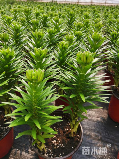 高度35厘米百合