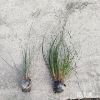 高度50厘米画眉草