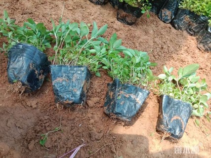 高度15厘米美国薄荷