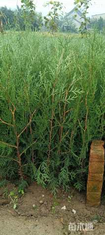 高度20厘米侧柏