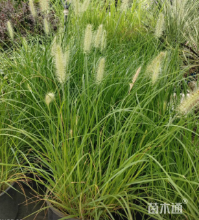 高度30厘米小兔子狼尾草