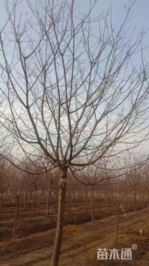 12公分红粉佳人樱